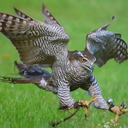 Lednicko-valtický * Hlohovec